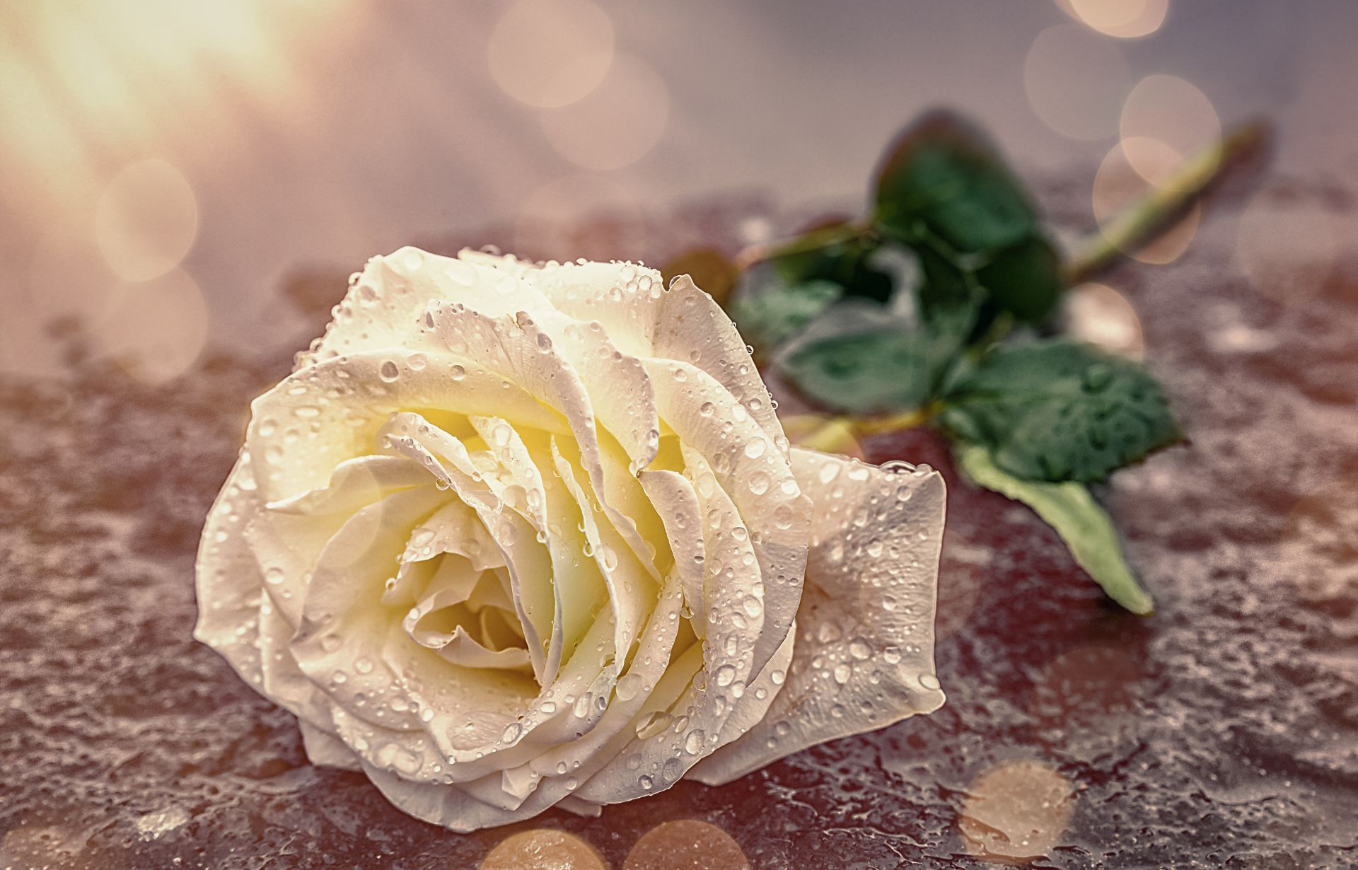 Pogrzeb Dzieci Utraconych w Dębnie i uroczystość poświęcenia pomnika.